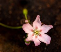 květ Drosera pycnoblasta